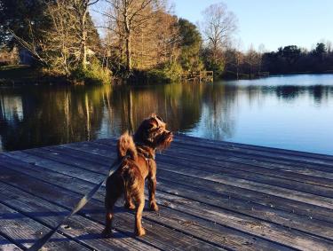 Pet Policy press release