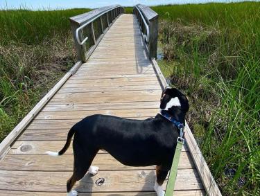 Dog-friendly cabins at Louisiana State Park