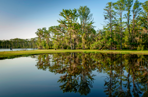 lake with tress
