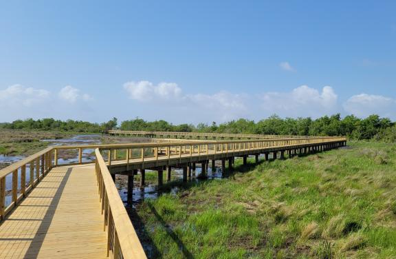 Marsh boardwalk