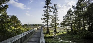 Lake D'Arbonne fishing pier