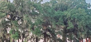 Lake Bistineau near pavilion