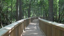 Lake Bistineau State Park