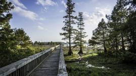 Lake D'Arbonne fishing pier