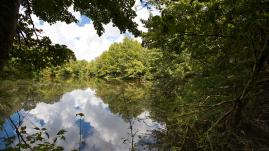 Bogue Chitto State Park 