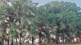 Lake Bistineau near pavilion