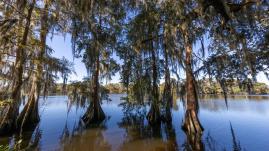 Trees in water