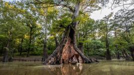 Man kayaking next to large tree in water