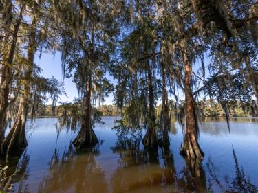 Trees in water