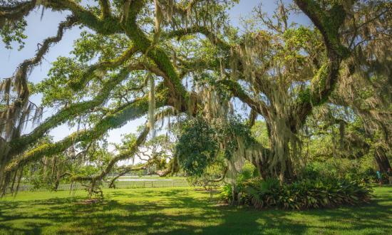 Spectacular Live Oaks at Otis House