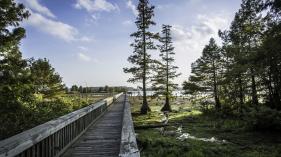 Boardwalk at Lake D'Arbonne State Park 